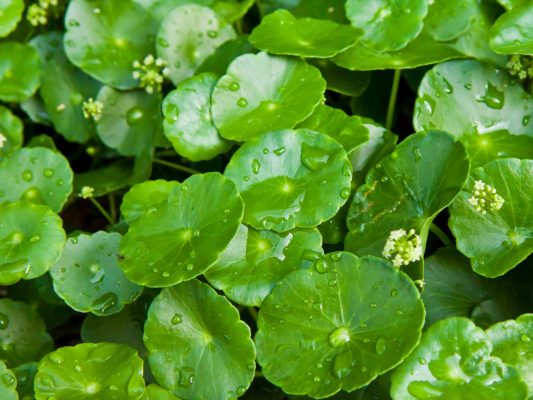 Centella Asiatica được FDA Hoa Kỳ công nhận là an toàn cho da