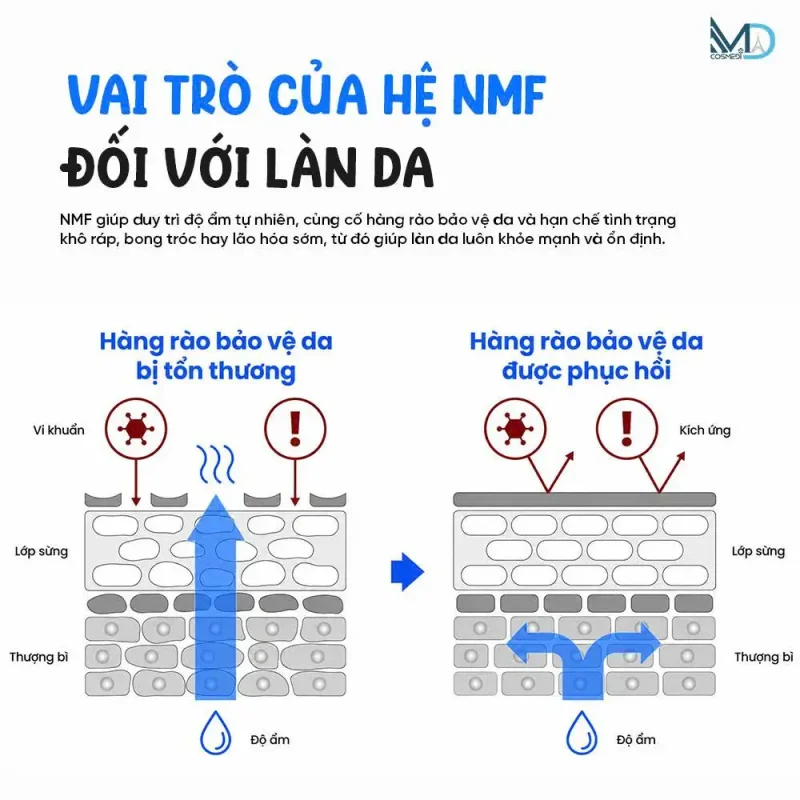 vai trò của hệ NMF đối với làn da 